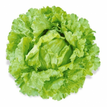  Alface Americana Mao